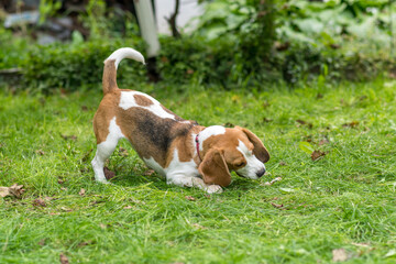 Portrait of  cute beagle dog playing on a green meadow