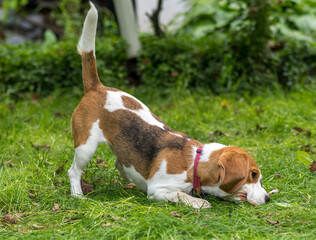 Portrait of  cute beagle dog playing on a green meadow
