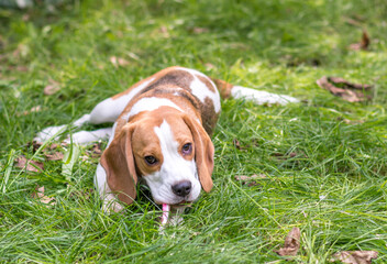 Portrait of  cute beagle dog playing on a green meadow