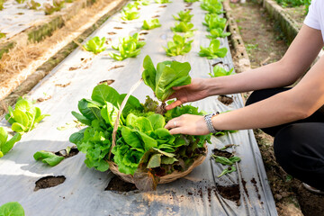 Woman hands picking fresh lettuce to basket in hydroponic vegetable garden. Farmer harvesting organic salad vegetable in farm concept.