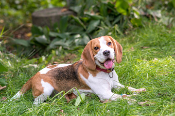 Portrait of  cute beagle dog on a green meadow