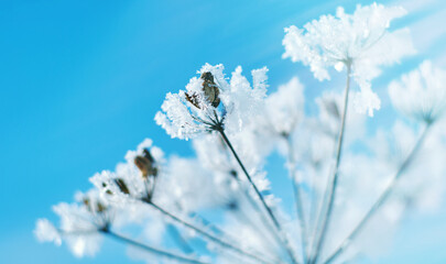 Crystal snow-flowers against the blue sky.
