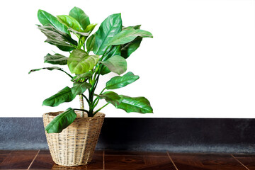 Fresh green ornamental plant in rattan pot for home decoration, lucky plant in Thailand.   