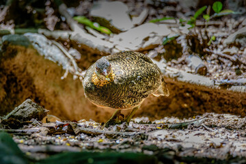 green-legged partridge or scaly-breasted Partridge