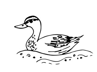 Simple vector black outline drawing. A wild duck swims on the water. Hunting season, nature. Ink sketch.