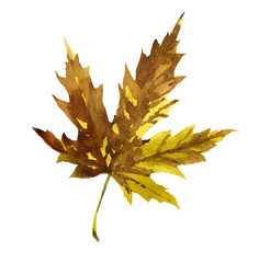 Yellow brown maple leaf watercolor isolated on white background illustration for all prints.