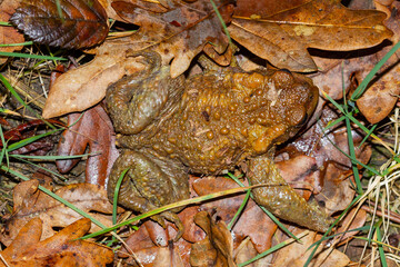 Bufo bufo, zenithal view of the common toad camouflaged among the leaf litter.