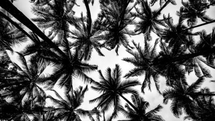 palmiers vus du dessous en noir et blanc.