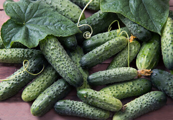 Close-up of fresh cucumbers lying on a wooden table. Background of food.Cucumber background