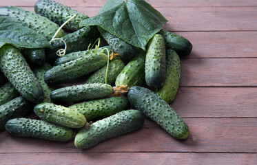 Background of cucumbers. Fresh cucumbers on a wooden table. Copy Space