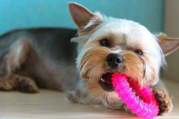 A portrait of a funny little Yorkshire Terrier dog chews on a round pink pet toy lying on the floor in a home interior. Cute little puppy, doggy has fun, playing, chewing indoors. Lovely animal.