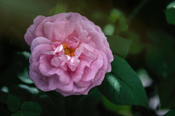 English tea rose in the garden	
