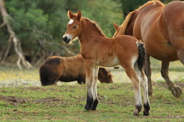 Cute brown foal with mare on meadow 