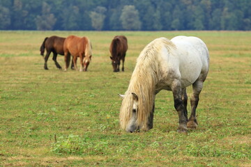 Horses in pasture on meadow