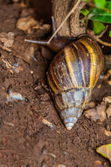 Snail walking around a tree