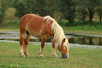 Naklejka na ściany i meble Brown horse in pasture on meadow