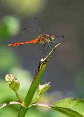 Fototapeta premium dragonfly on the grass near the river in the summer day