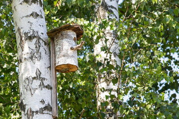the birdhouse is made of a tree trunk on the shore..birch