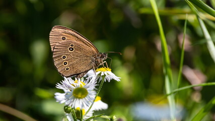 butterfly on a background of green grass in the summer day sunlight