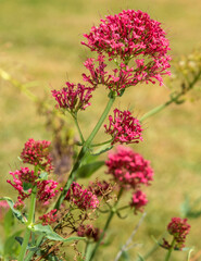 Valériane rouge en fleur à Mane, Alpes-de-Haute-Provence, France