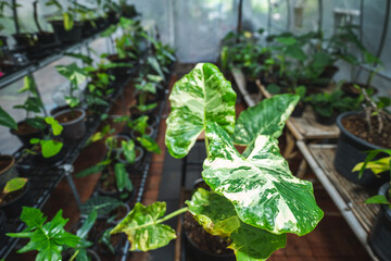 greenhouse of tropical variegated plant, green leaf flora nature garden, beautiful botany flower background in summer spring houseplant, fresh growing foliage floral for decorative