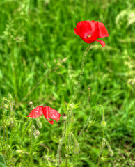 Coquelicots vigoureux &agrave; Nancray, Doubs, France
