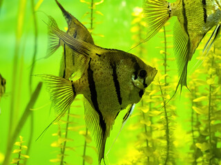 The Pterophyllum Emekeia's scalar is a decoration of all the aquariums