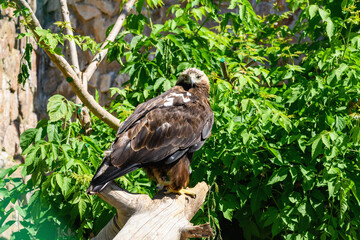 Bird golden eagle sits on a branch in the wild, close-up. Aquila chrysaetos