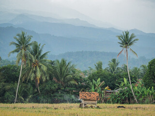 house near the farm field with mountain view and coconut tree