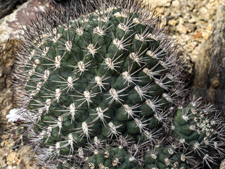 High cactuses have sharp thorns on their slats