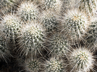 High cactuses have sharp thorns on their slats