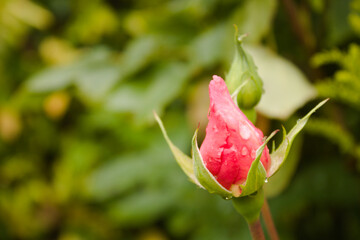Pink rose bud with rain drops, shallow depth of field, copy space