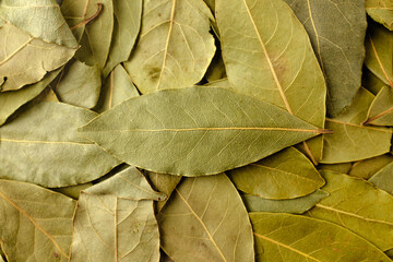 Bay leaves on a white background