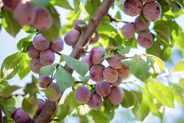 The fruits of the plum tree hang on a branch. Growing plums at their summer cottage. Own orchard.