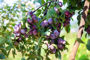 The fruits of the plum tree hang on a branch. Growing plums at their summer cottage. Own orchard.