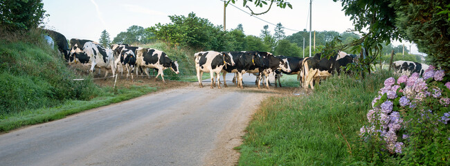 spotted cows cross country road in hills of central brittany near nature park d'armorique in france - obrazy, fototapety, plakaty