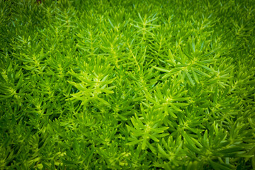 真夏の生い茂った多肉植物の美しい緑色