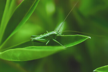 Green grasshopper sitting on leaf. Tettigonia viridissima nymph, soft selective focus