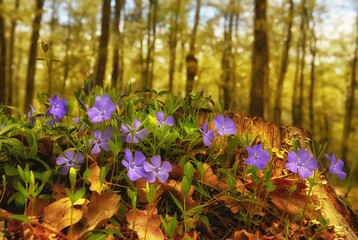 Fototapeta na wymiar Delicate blue periwinkle flowers in a clearing in the forest. spring forest. 