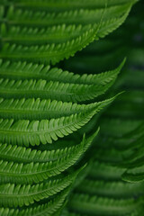 Background of green fern leaves
