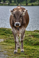 Kuh, Rind, Hausrind, Kuhglocke, Glocke, Bos, Bulle, Stier, Milchkuh, Alm, Schweif, Schwanz, Kopf,...