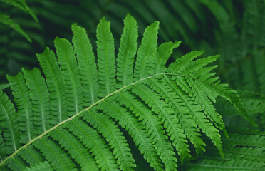 Background of green fern leaves