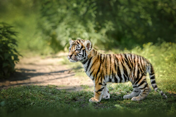 beautiful young bengal tiger cub standing curious in nature - Powered by Adobe