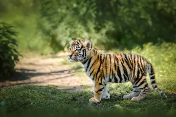 Schilderijen op glas beautiful young bengal tiger cub standing curious in nature © otsphoto