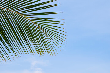 Close up palm tree leaves over clear blue sky