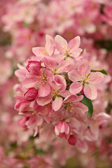 Fototapeta na wymiar Close up pink Asian wild crabapple tree blossom