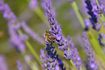 Close up honey bee on purple blooming lavender flowers, low angle side view