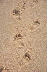 Fototapeta na wymiar Child footprints on sand sea shore