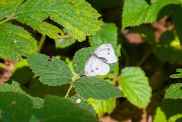Schmetterling, Wei&szlig;ling