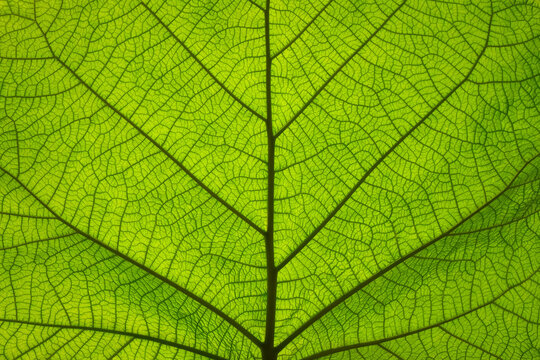 Fototapeta Extreme close up texture of green leaf veins